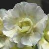 Auricula Denna Snuffer - Abriachan Nurseries